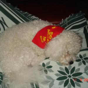 bichon frisé