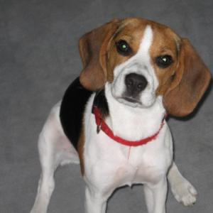 beagle