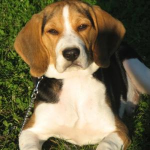 beagle