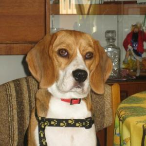 beagle