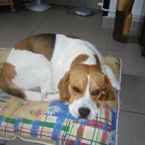 beagle