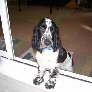 cocker anglais (spaniel)