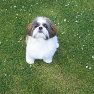 shih tzu