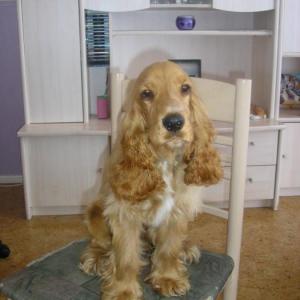 cocker anglais (spaniel)