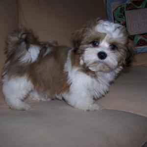 shih tzu