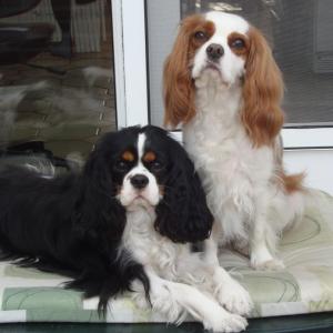 cavalier king charles