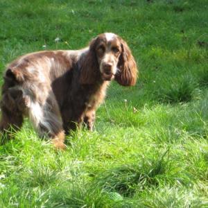 cocker anglais (spaniel)