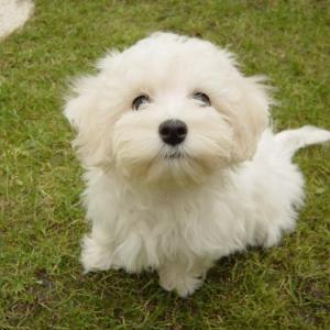 bichon maltais