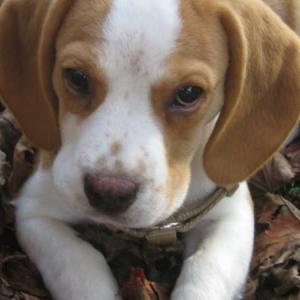 beagle