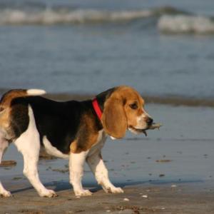 beagle