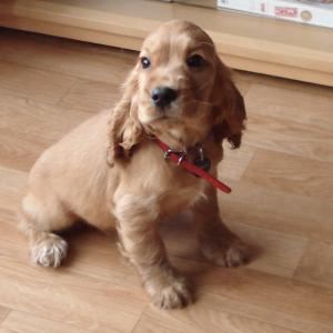 cocker anglais (spaniel)