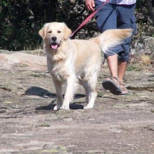 golden retriever