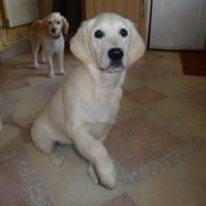 golden retriever