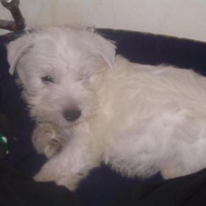 west-highland white terrier (westie)