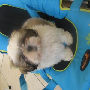 shih tzu