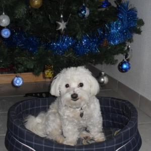 bichon maltais