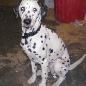 dalmatien