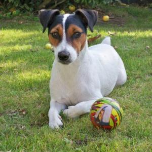 jack russel et parson russel