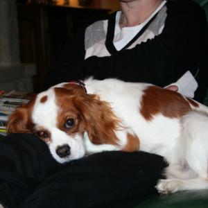 cavalier king charles