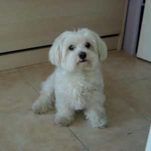 bichon maltais