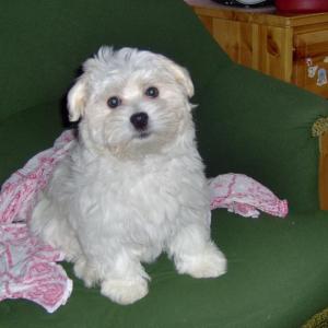 bichon maltais