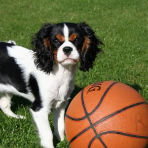 cavalier king charles