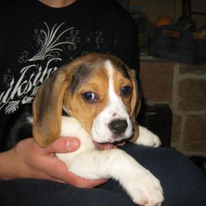 beagle