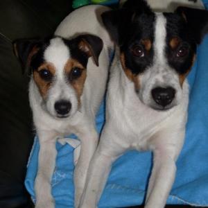 jack russel et parson russel