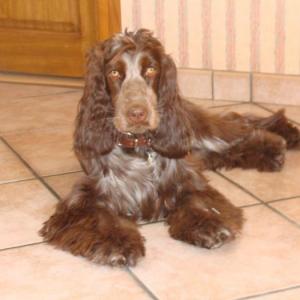 cocker anglais (spaniel)