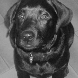 labrador