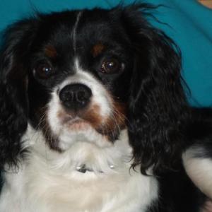 cavalier king charles