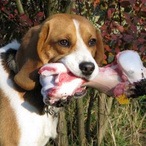 beagle