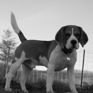 beagle