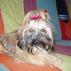 shih tzu