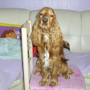 cocker anglais (spaniel)