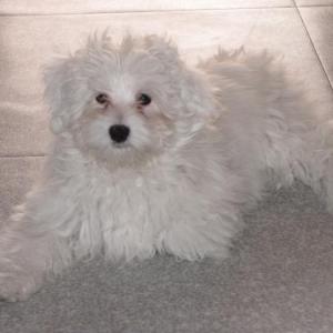 bichon maltais