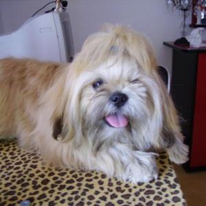 shih tzu