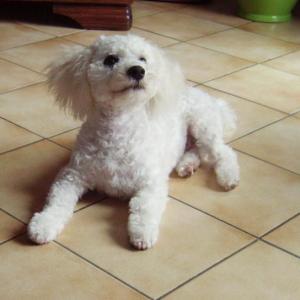 bichon frisé