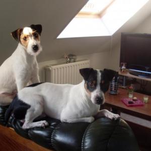 jack russel et parson russel