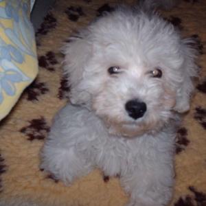 bichon frisé