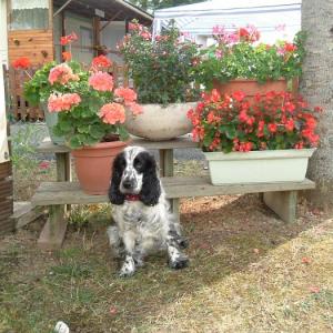 cocker anglais (spaniel)