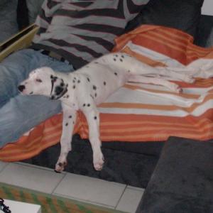 dalmatien