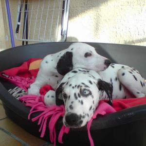 dalmatien