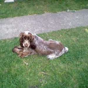 cocker anglais (spaniel)