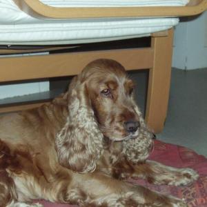 cocker anglais (spaniel)