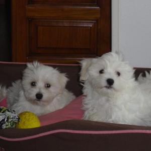 bichon maltais