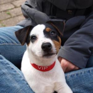 jack russel et parson russel