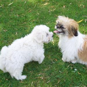 shih tzu