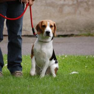 beagle