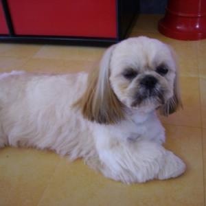 shih tzu